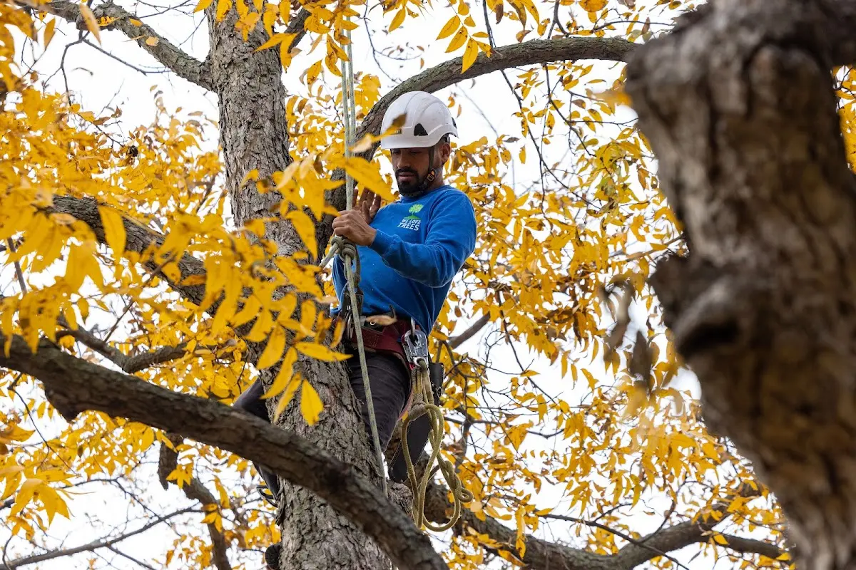 Skilled Tree Pruning crew working in Glen Campbell