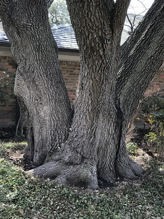 Mature heritage tree close to a Glen Campbell property cared for by certified arborists